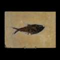 Rare Fish Fossils For Sale From Ancient Prehistoric Seas