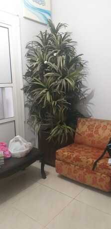 Jeddah, Household Items, SAR 175,  Single Iron Bed, Decoration Plant - Big