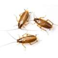 Roach Removal In Bergen County, NJ &ndash; ALCO Animal & Pest Control