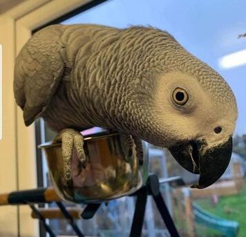 Mubarak Al-Kabeer, Pet Supplies, African Grey Parrots For Adoption