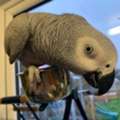 African Grey Parrots For Adoption