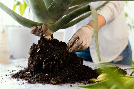 New York, Farm/Garden, Try Rooting Fertilizer Now &ndash; Boost Plant Growth Fast
