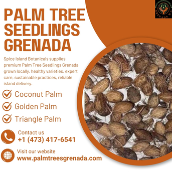 Anguilla, Business, Palm Tree Seedlings Grenada