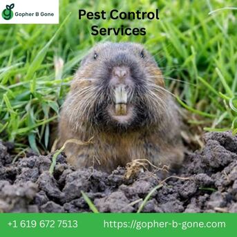 San Diego, Farm/Garden, San Diego Gopher & Rodent Control &ndash; Trusted Since 1991