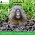San Diego Gopher & Rodent Control &ndash; Trusted Since 1991