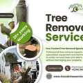 Safe & Professional Tree Removal Service Dallas Near You