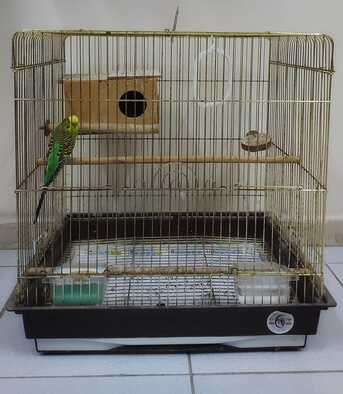Jubail, Pet Supplies, SAR 80,  Healthy & Active Budgie For Sale With Cage