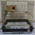 SAR 110,  Healthy & Active Budgie For Sale With Cage