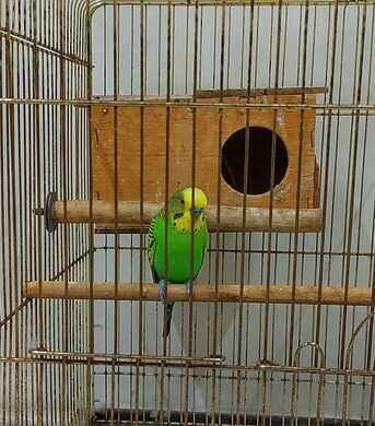 Jubail, Pet Supplies, SAR 80,  Healthy & Active Budgie For Sale With Cage
