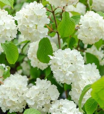 New York, Farm & Garden, USD 49,  Popcorn Viburnum Plant With White Flowers For Garden Landscapes