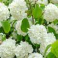 USD 49,  Popcorn Viburnum Plant With White Flowers For Garden Landscapes