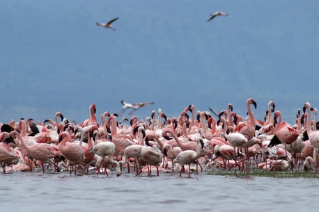 Ahmedabad, Travel, Gujarat Wildlife Sanctuary | Kutch Gujarat Tours