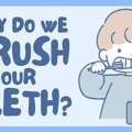Why Do We Brush Our Teeth?