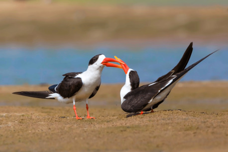 Mumbai, Travel, Classic North India Birding Tour | Birding Tours In North India