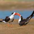Classic North India Birding Tour | Birding Tours In North India