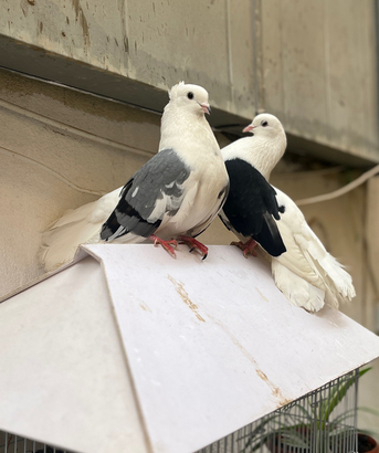 Riyadh, Pet Supplies, SAR 75,  Fancy Pigeons