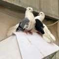 SAR 75,  Fancy Pigeons