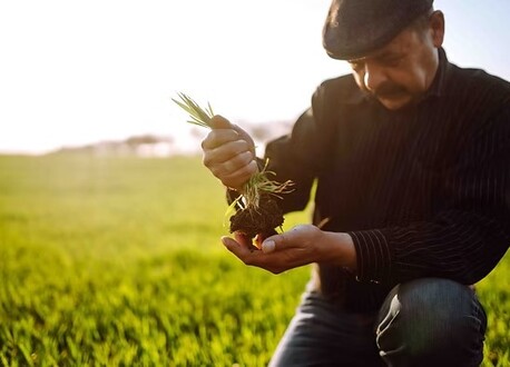 New York, Farm & Garden, USD 35,  Get Trichoderma Harzianum In Bulk &ndash; Buy Now From Universal Microbes For Best Results!