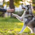 Dog Trainer In Pune