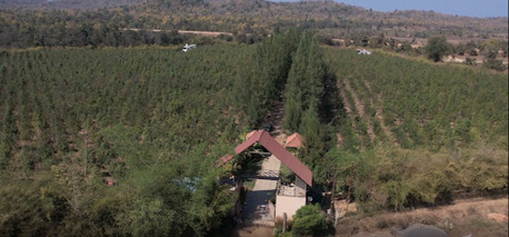 Nagpur, Agricultural Land, Why Investing In Sandalwood Agricultural Land In Nagpur Is A Profitable Opportunity