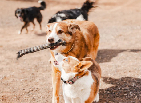 New York, Food, USD 8,  Shop Healthy Rawhide For Dogs