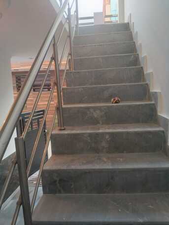 Lucknow, Apartments/Houses, INR 12500/month,  3 BR,  3040 Sq. Feet,  House For Rent