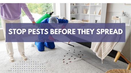 Sydney, Pest Control, Professional Pest Control Thomastown &ndash; Your Local Pest Experts