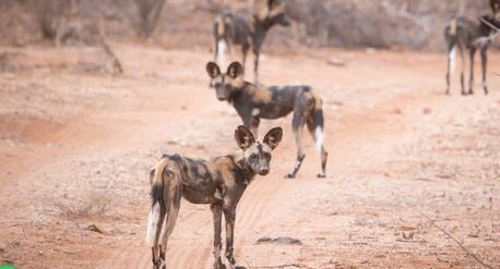 Nairobi, Travel, Samburu Safari Holidays