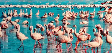 Nairobi, Travel, Amboseli Safari Tour Holidays