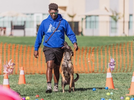 Chicago, Business, The Dog Wizard - Dog & Puppy Obedience Training Columbia