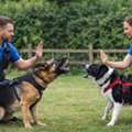 Wirral Dog Behaviour Specialist For Lasting Help