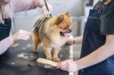 New York, Pet Sitting, Reliable Top-Rated Dog Grooming Service In Fishhawk