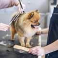 Reliable Top-Rated Dog Grooming Service In Fishhawk