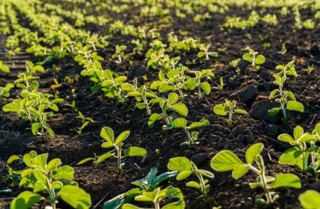 Toronto, Farm & Garden, Soybean Nutrients For Healthier Crops &ndash; Exclusive Offer At Universal Microbes Canada