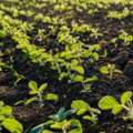 Soybean Nutrients For Healthier Crops &ndash; Exclusive Offer At Universal Microbes Canada