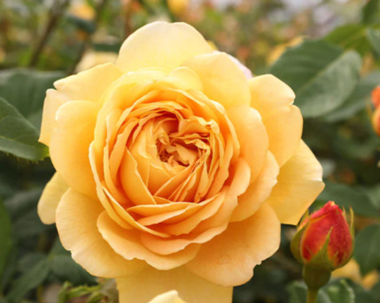 New York, Farm & Garden, USD 67,  Golden Celebration