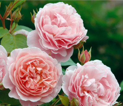 New York, Farm & Garden, USD 67,  Strawberry Hill