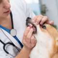 Veterinary Dental Care Service In Sacramento For Healthy Pet Smiles