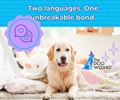 New York, Business, The Dog Wizard - Dog & Puppy Obedience Training Chantilly