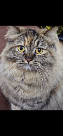 Al Samer, Pet Adoption, FREE ADOPTION OF OUR 2 YR OLD PERSIAN CAT