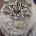 FREE ADOPTION OF OUR 2 YR OLD PERSIAN CAT