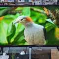 BHD 23,  ZENET 32" LED TV - Good Working Condition With Remote Contact Or WhatsApp On +973 38878023