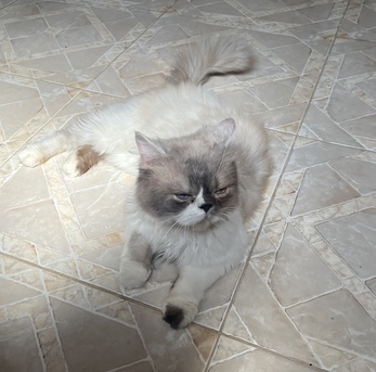 Khobar, Pet Adoption, Cat For Adoption FREE