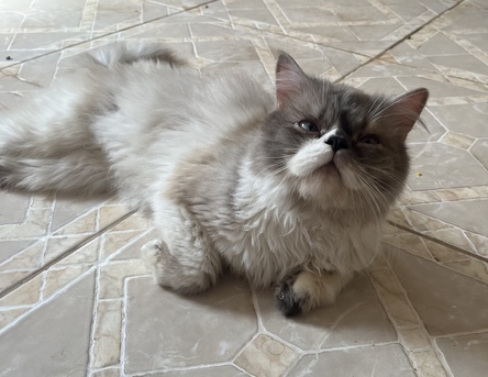 Khobar, Pet Adoption, Cat For Adoption FREE
