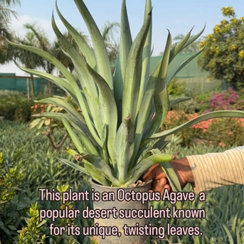 Riyadh, Farm & Garden, SAR 2,  Indoor & Outdoor Plants 1-10 Sr Free Delivery KSA Bulk Plants Supply + Maintenance Service