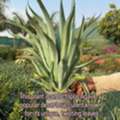 SAR 2,  Indoor & Outdoor Plants 1-10 Sr Free Delivery KSA Bulk Plants Supply + Maintenance Service