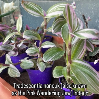 Riyadh, Farm & Garden, SAR 2,  Indoor & Outdoor Plants 1-10 Sr Free Delivery KSA Bulk Plants Supply + Maintenance Service