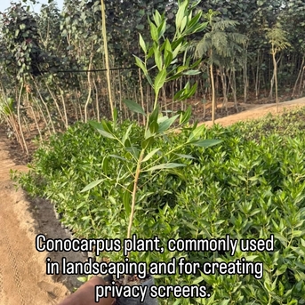 Riyadh, Farm & Garden, SAR 2,  Indoor & Outdoor Plants 1-10 Sr Free Delivery KSA Bulk Plants Supply + Maintenance Service