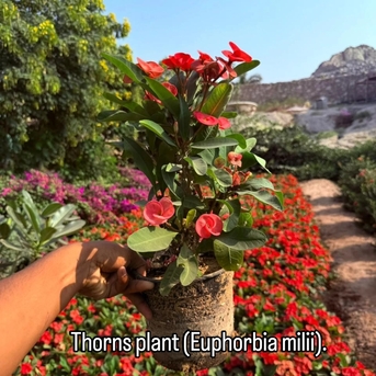 Riyadh, Farm & Garden, SAR 2,  Indoor & Outdoor Plants 1-10 Sr Free Delivery KSA Bulk Plants Supply + Maintenance Service