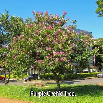 Riyadh, Farm & Garden, SAR 2,  Indoor & Outdoor Plants 1-10 Sr Free Delivery KSA Bulk Plants Supply + Maintenance Service